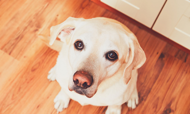 hungry-dog-waiting-for-feeding-PLCCVQJ.jpg