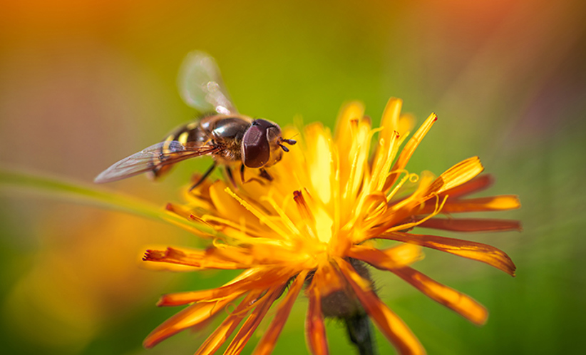 bee-collects-nectar-from-flower-crepis-alpina-4GFP3JA_resized.jpg