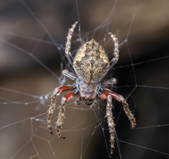 Garden Orb Spider.jpg