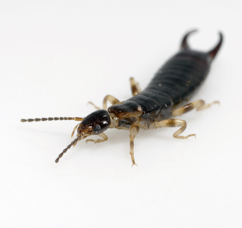 Earwig.jpg