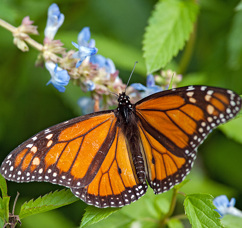 Monarch Butterfly.jpg