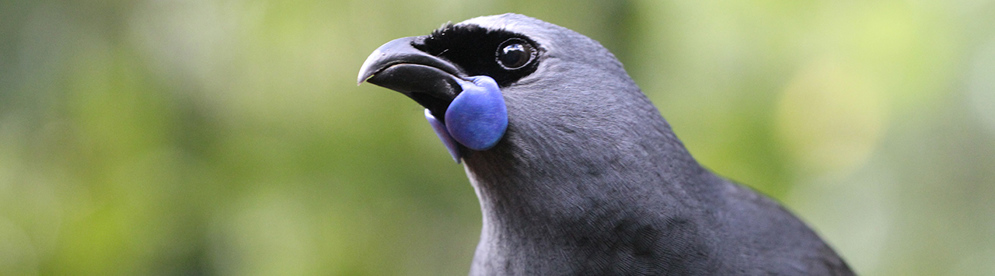 Crop kokako.jpg