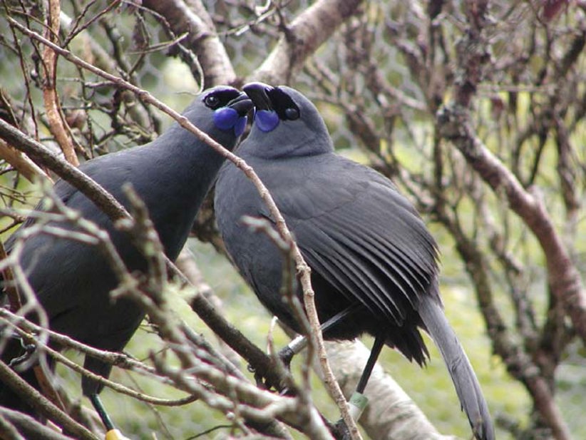 Kokako pair.jpg