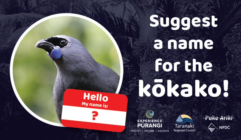 Name a Kokako_webtile.jpg (1)