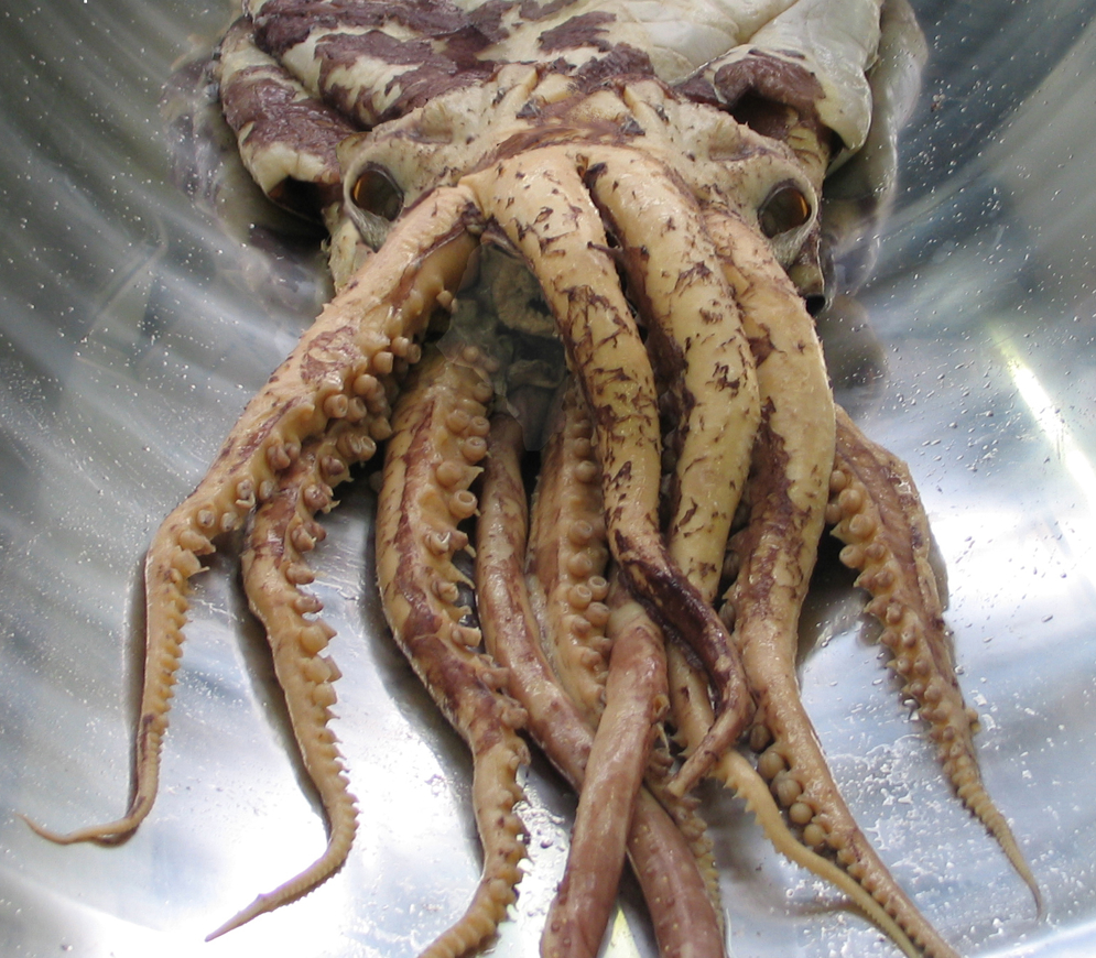 MA_I113734_TePapa_Mesonychoteuthis-hamiltoni_full.jpg