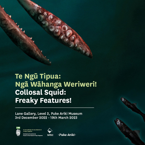Collosal Squid: Freaky Features