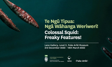 Colossal squid - 1920 X 1080.jpg