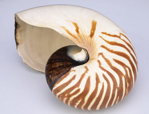 A102.474, chambered nautilus shell, Nautilus pompilius.
