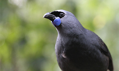 kokako thumbnail.jpg