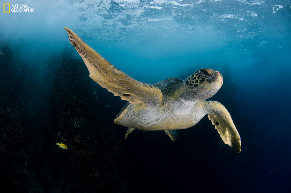 1.3.P.11 Pristine Seas National Geographic NGSPS2009COC Cr Enric Sala COCOS3398