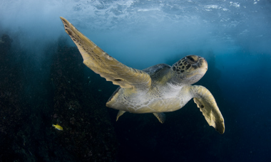 1.3.P.11 Pristine Seas National Geographic NGSPS2009COC Cr Enric Sala COCOS3398[1]