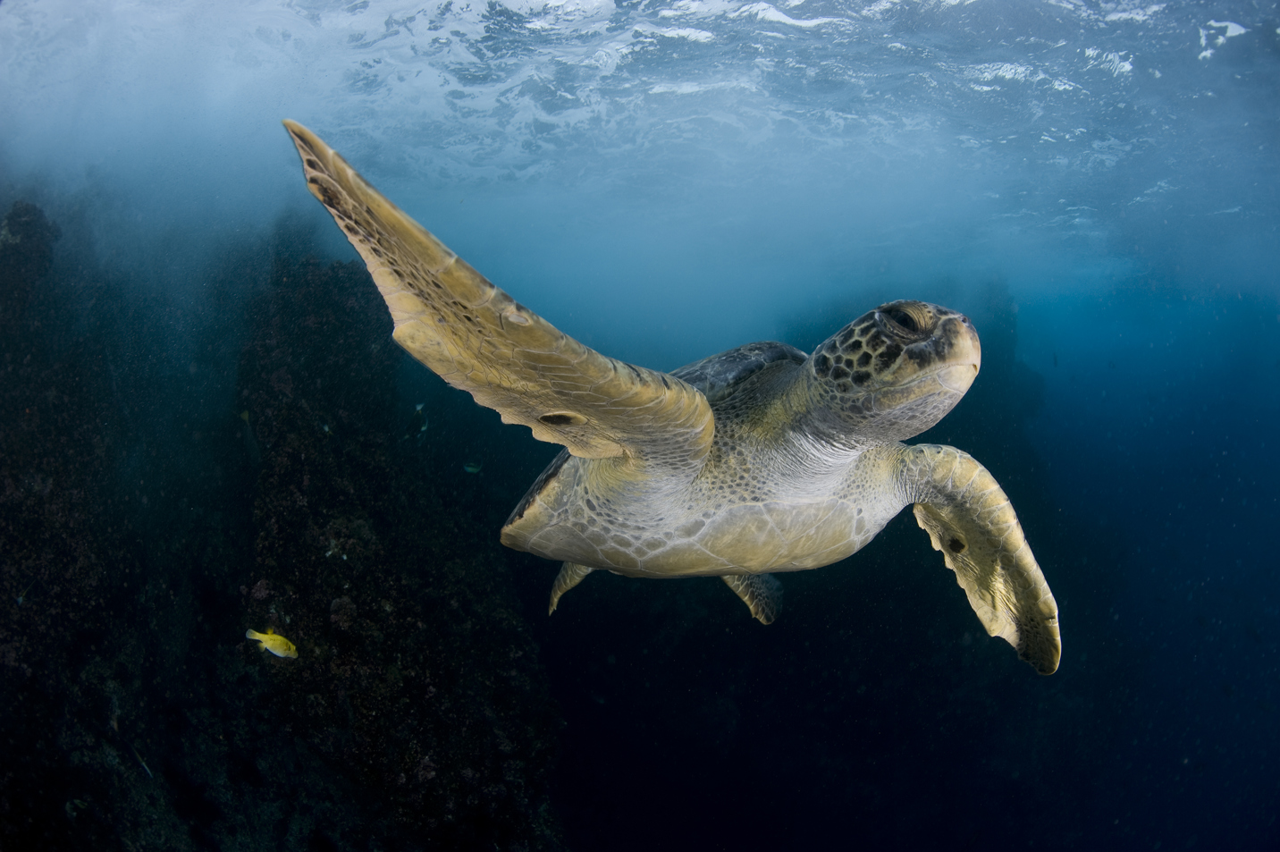 1.3.P.11 Pristine Seas National Geographic NGSPS2009COC Cr Enric Sala COCOS3398[1]